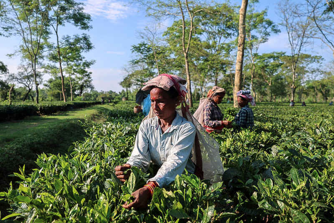 Drier weather threatens India's tea exports